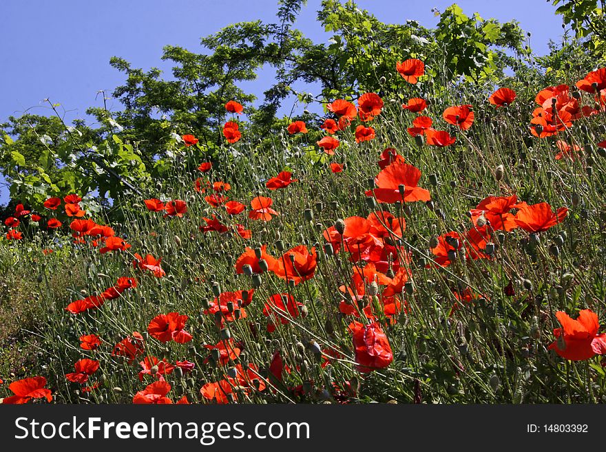 Red poppy flowers growing on a road side verge. Red poppy flowers growing on a road side verge