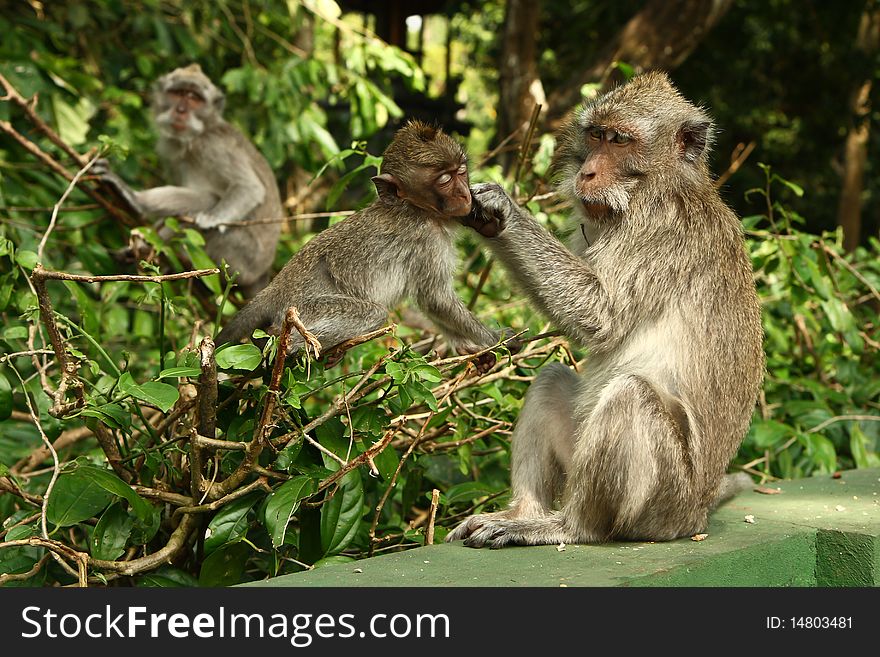 Three monkey in the forest. Three monkey in the forest