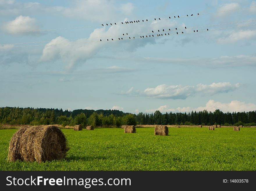 Haystacks on field and birds on wire. Haystacks on field and birds on wire