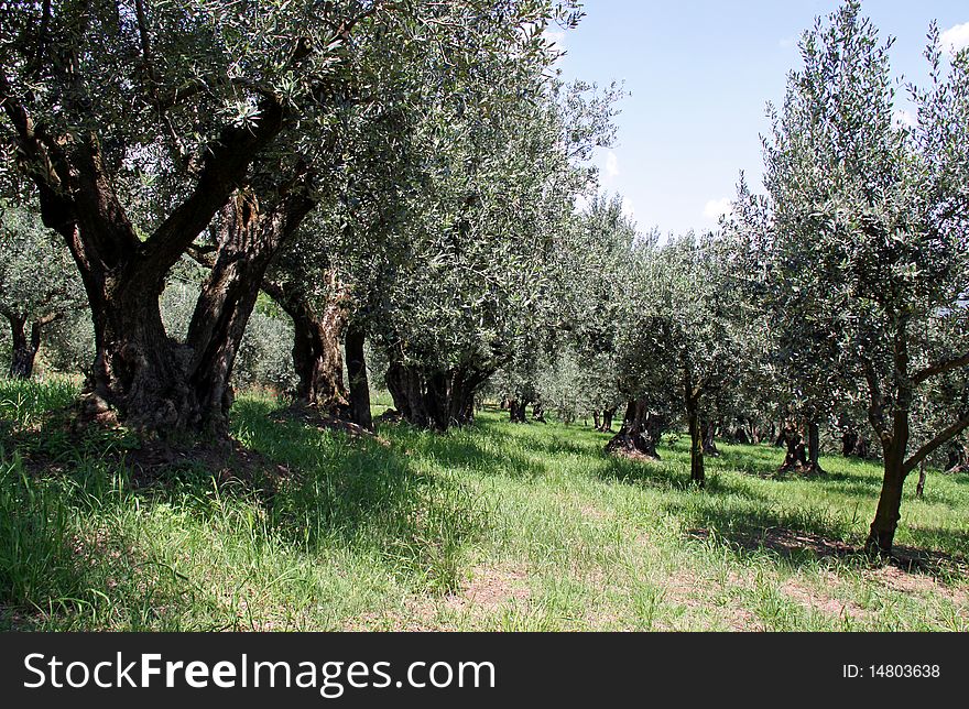 Ancient olive trees in a grove in Soave Italy