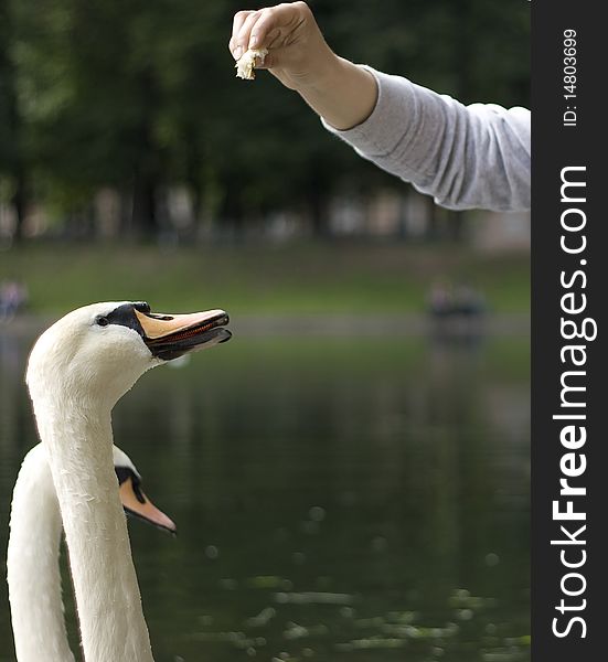 Feeding beautiful svan on the lake. Feeding beautiful svan on the lake