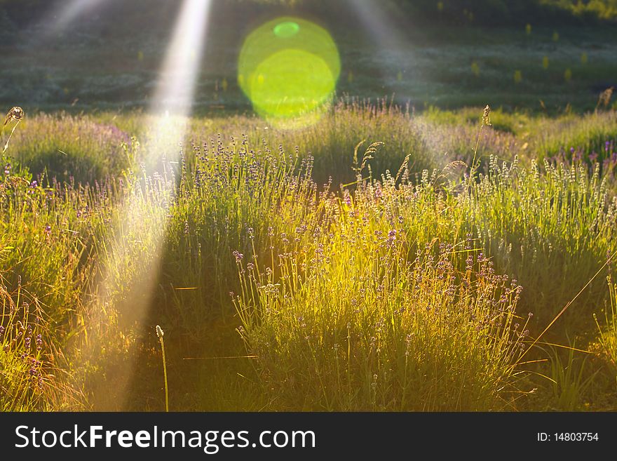 Lavender Fileds With Sunlight