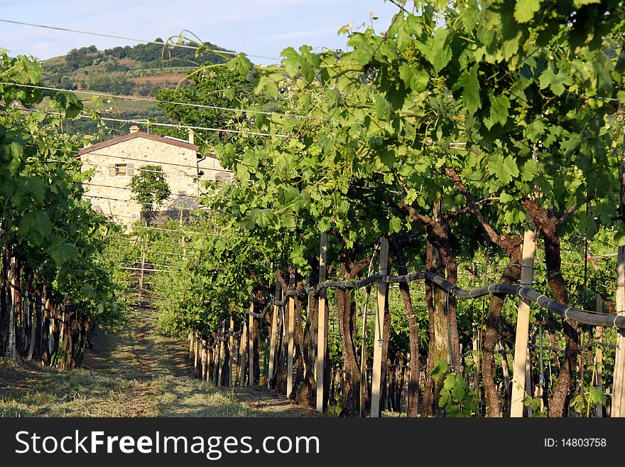 A farm with grape vineyards in the Soave region, famous for wine