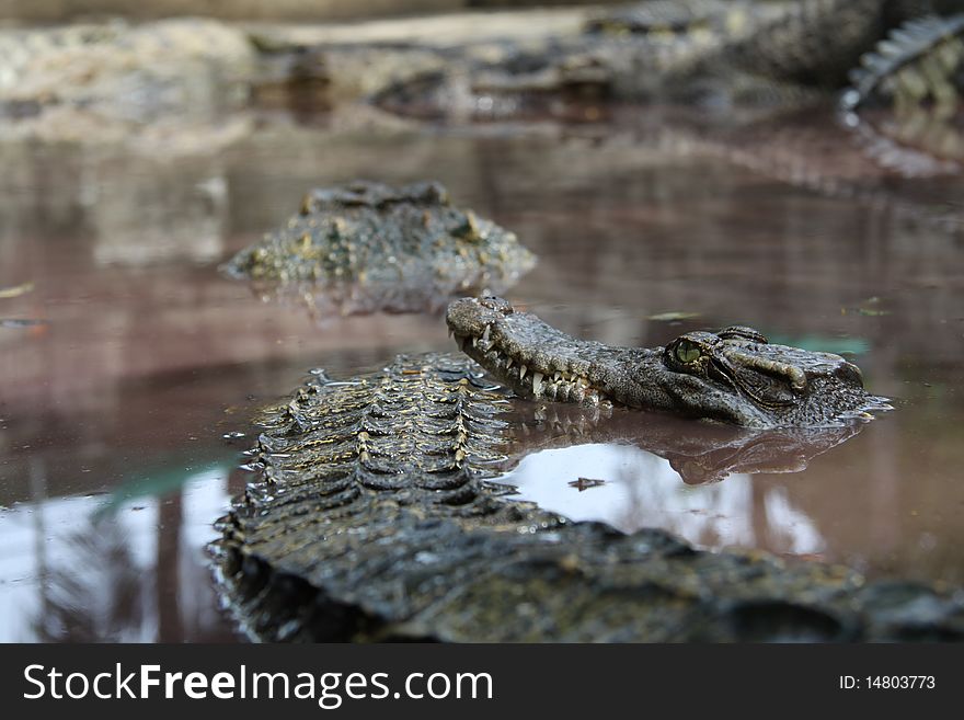 Relaxing crocodiles enjoying each others company