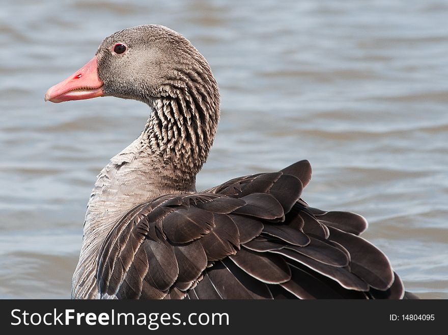 The wild goose on the lake.