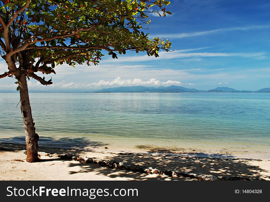 Lone Tree on a Beach