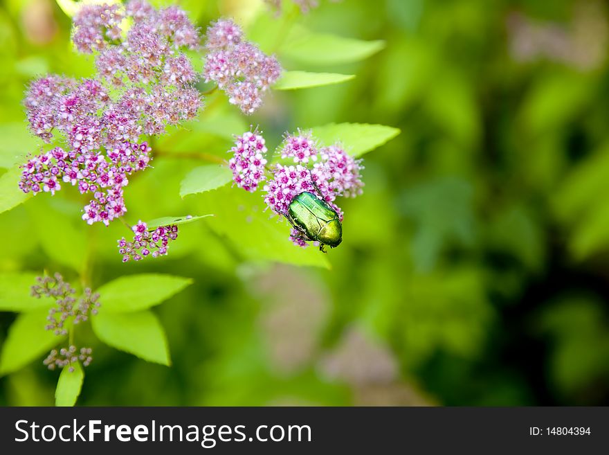 Green beetle on a pink flower on summer garden background. Green beetle on a pink flower on summer garden background