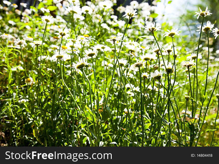 Vibrant green summer camomile background. Vibrant green summer camomile background