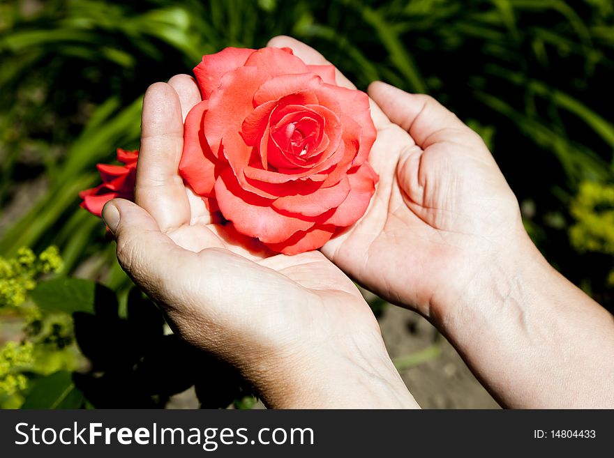 Red rose in woman's hands