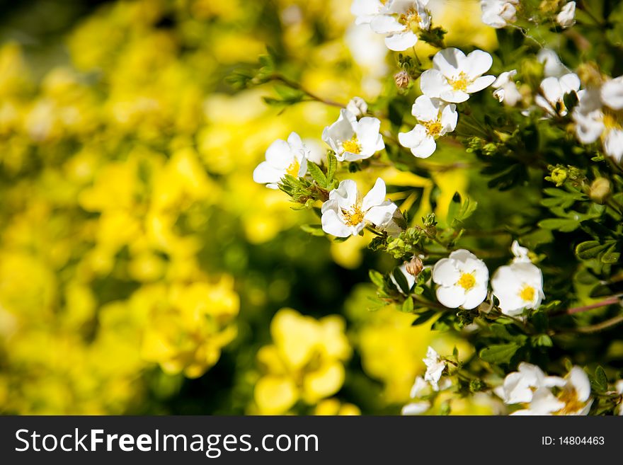 Background with white and yellow flowers. Background with white and yellow flowers