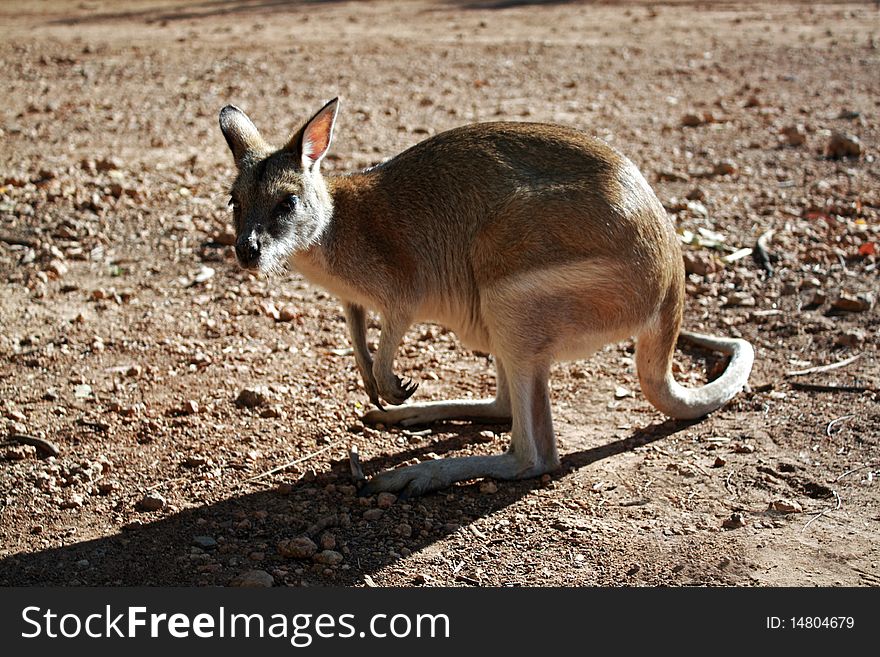 Australian Grey Kangaroo standing on a gravel roadside surface. Australian Grey Kangaroo standing on a gravel roadside surface.