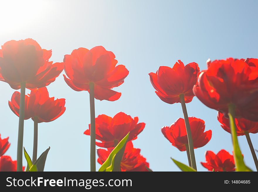 Many red tulips with sunny sky