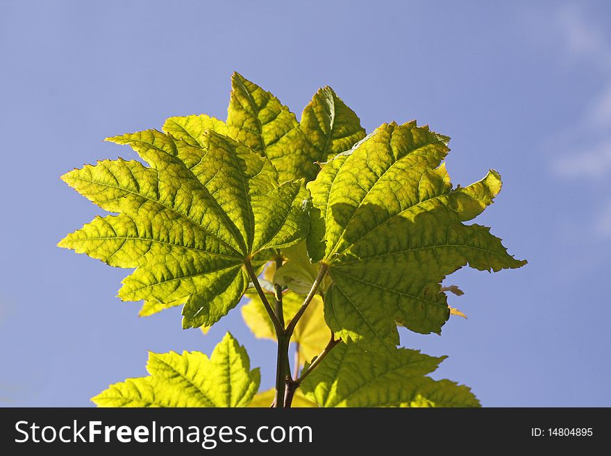 Acer circinatum, maple leaves in Germany