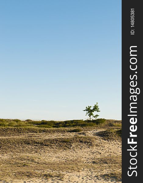 Dune Landscape With Lonely Tree