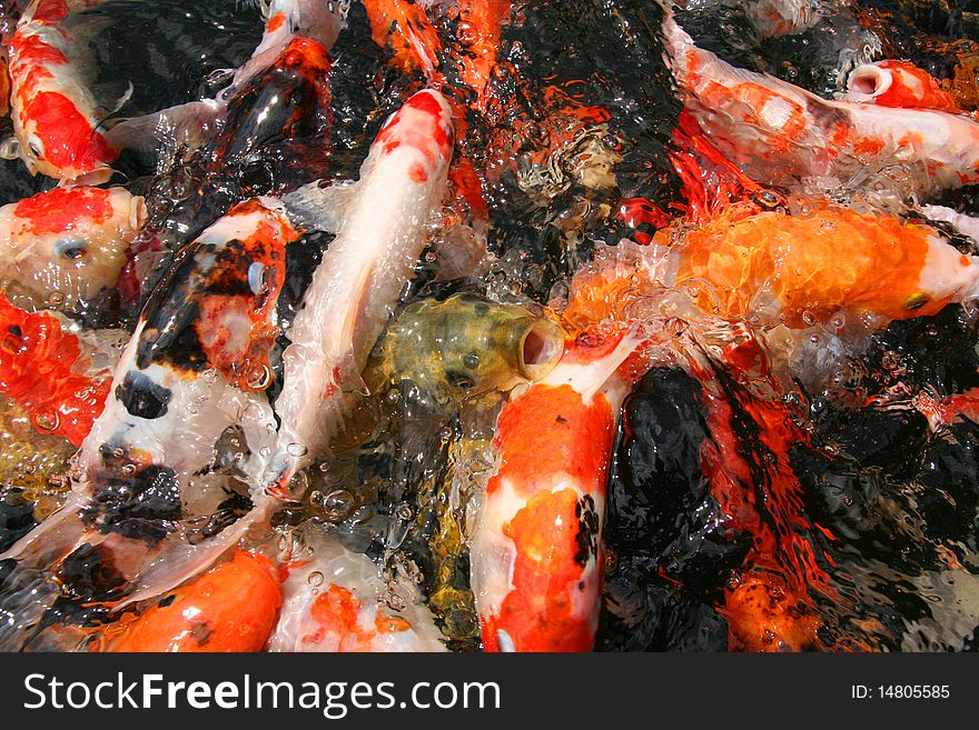 Japanese carp/Koi in pond