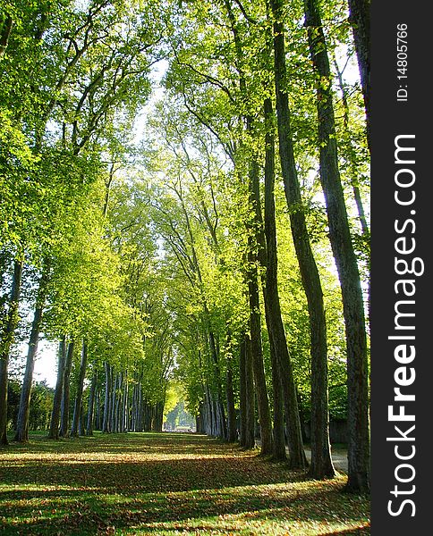 Itâ€™s very nice to walk through the alley of elegant trees with lightgreen leaves.