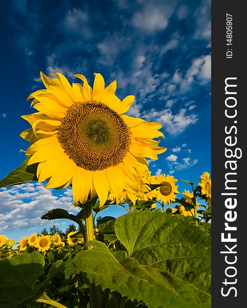 An image of big orange sunflower and blue sky