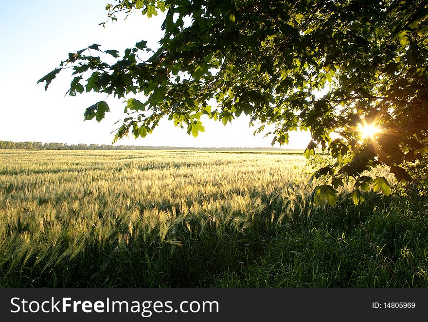 An image of a beautiful field of green barley