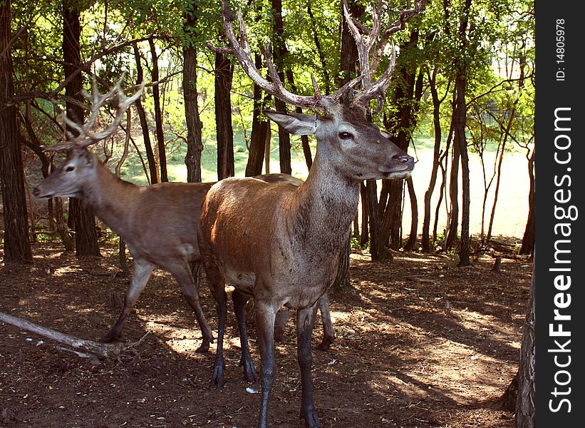 Deers in the woods, great object for hunters, beauty of the forest