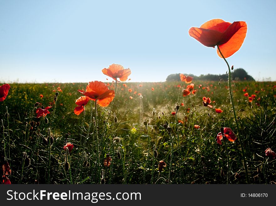 An image of red poppies in the field. An image of red poppies in the field
