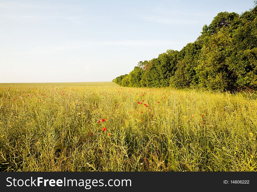 An image of a beautiful bright summer field