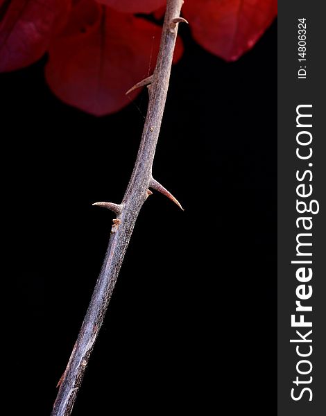 Branch of a plant with thorns on a black background, configuration taking into account text placing.