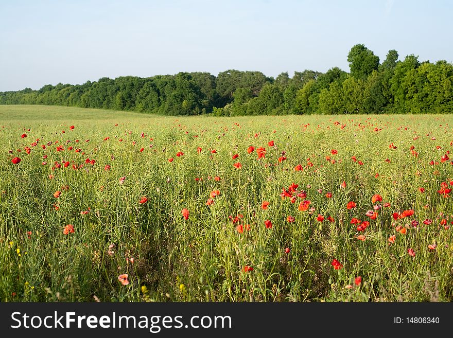 An image of red poppies in summer field