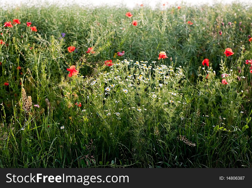 An image of summer flowers in the field