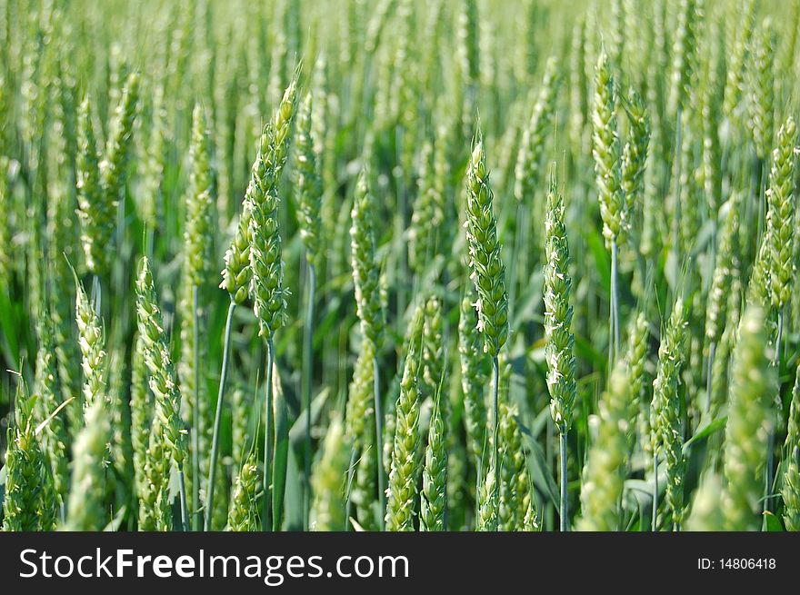 Green ears of winter wheat. Green ears of winter wheat.