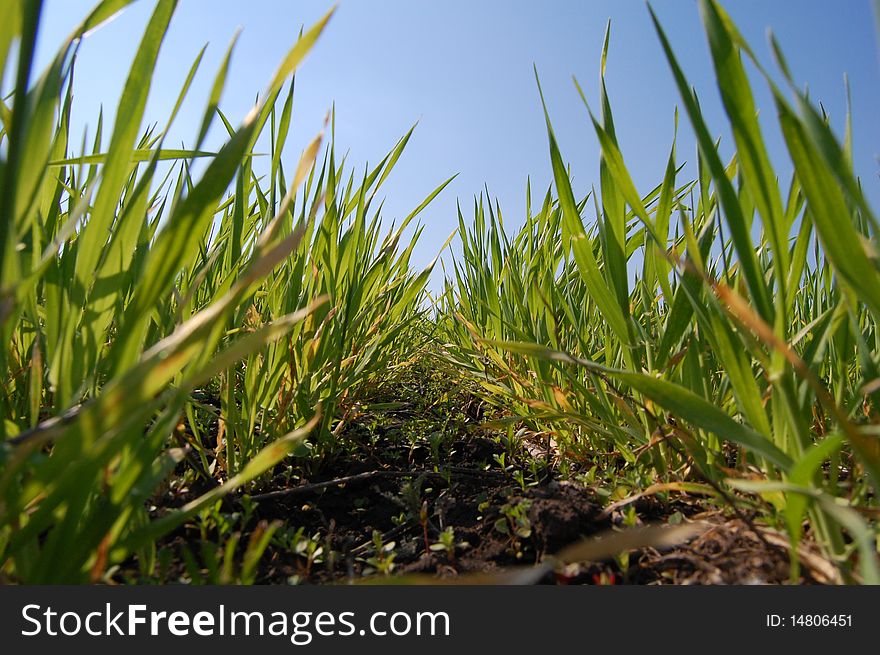 Row of leafs winter wheat. Row of leafs winter wheat.