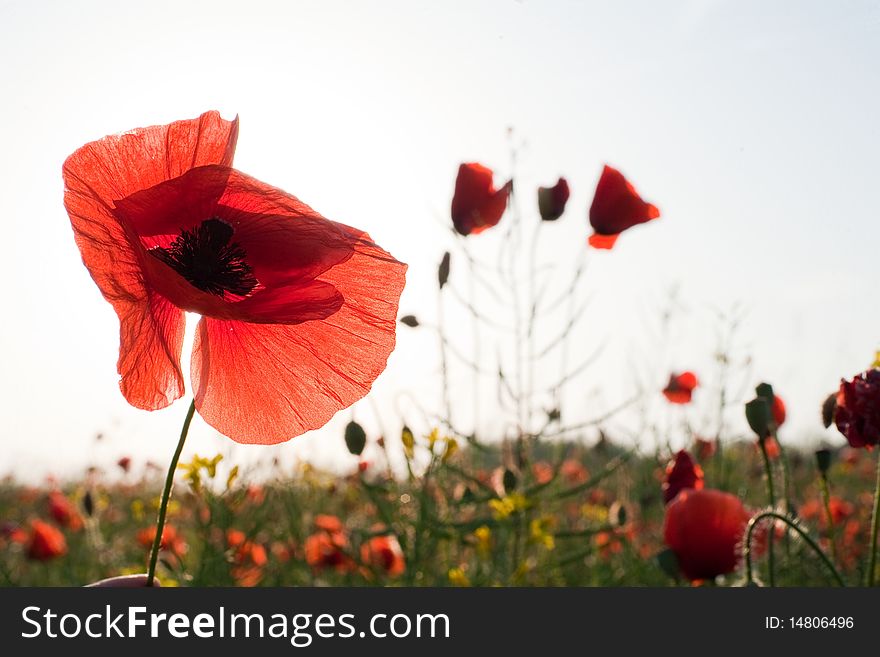 An image of beautiful red poppies in summer