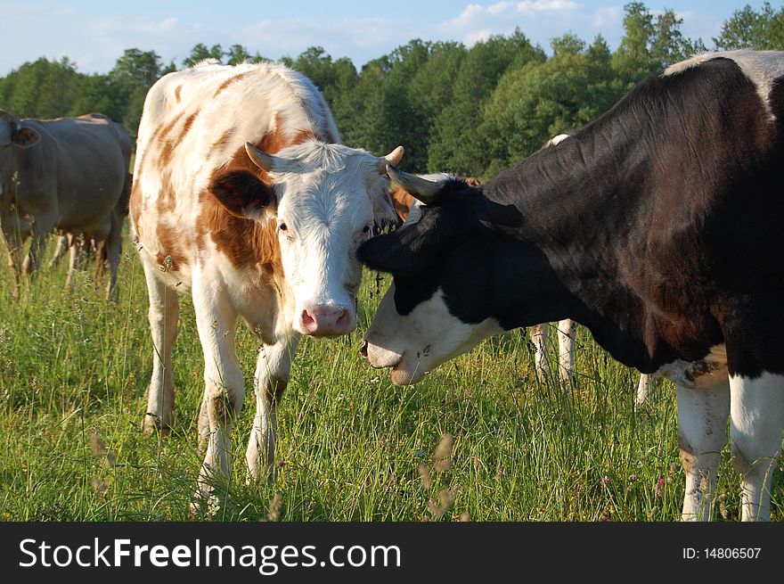 Two young cows on nature pasture