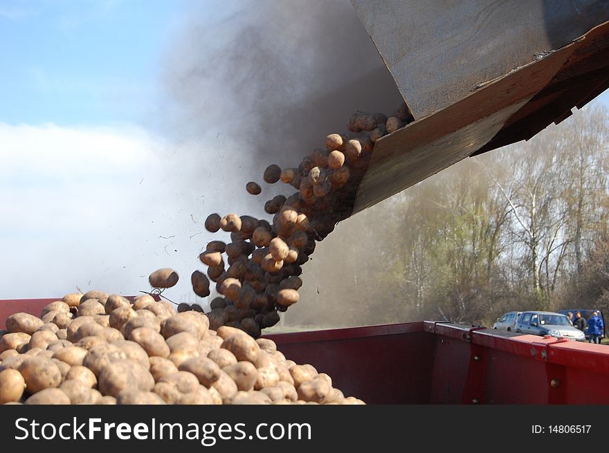 Loading potato to container of planter.