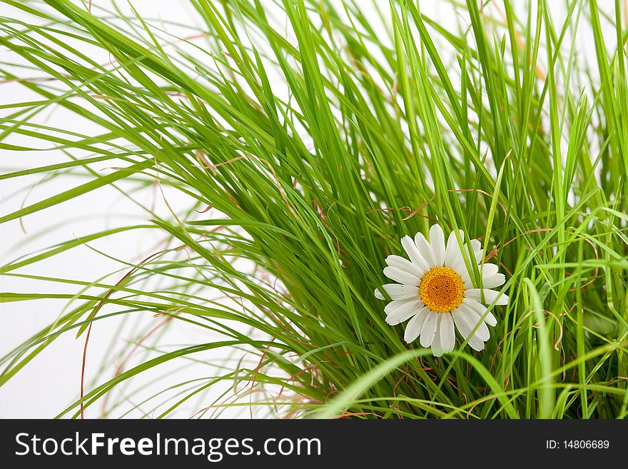 An image of beautiful white flower in green grass
