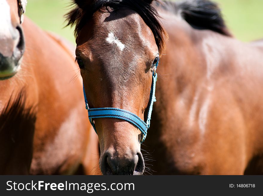 Beautiful Bay Horse Portrait