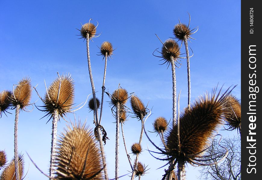 Brown Spiney Teasels reaching for the bright blue summer sky