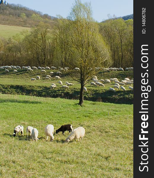 A large sheep flock grazing in the pastures *with space for text (copyspace) **RAW format available at request