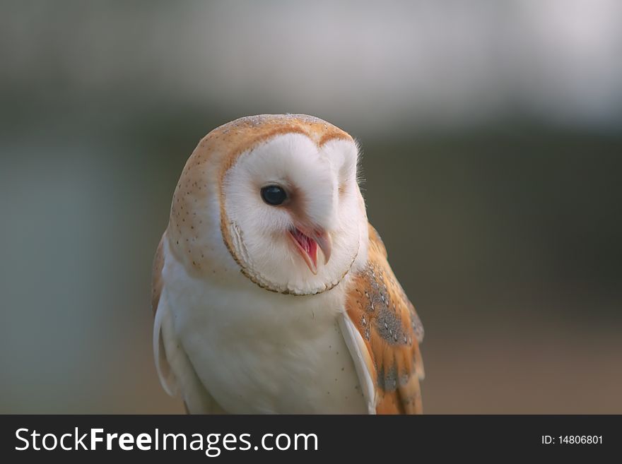 Three qurter shot of captive barn owl with its beak open