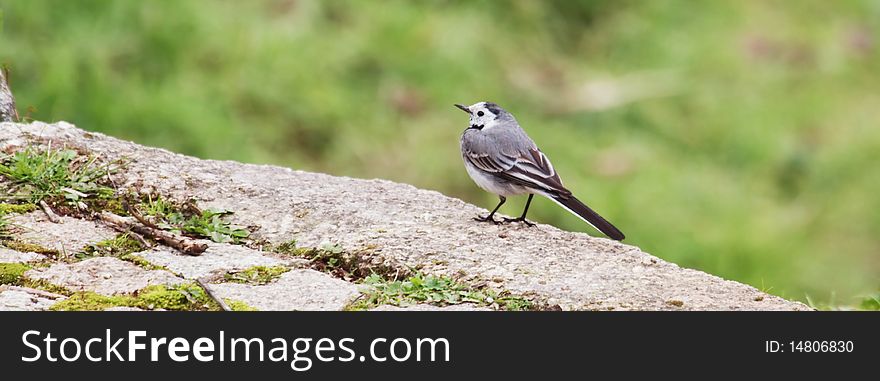 White wagtail standing on a low wall