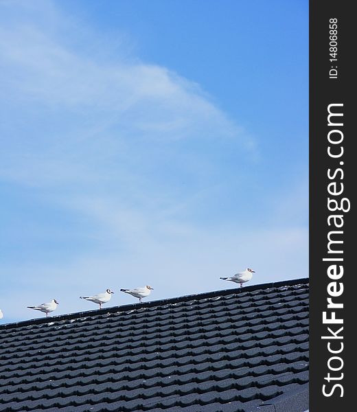 Four seagulls sitting on a tiled roof. Four seagulls sitting on a tiled roof