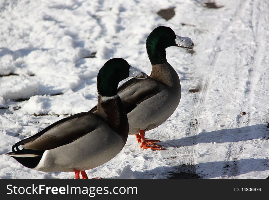 Two ducks with snow on their beaks. Two ducks with snow on their beaks