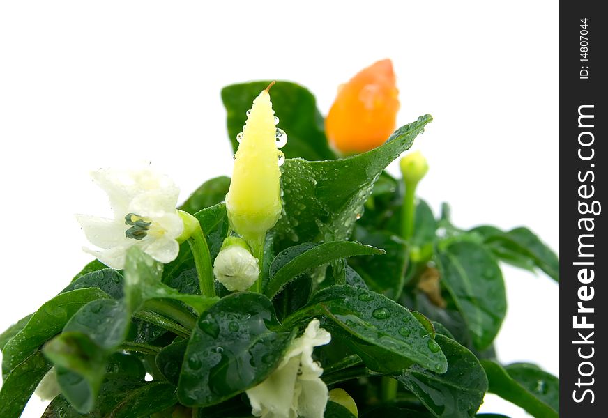 Pods of pepper on white background