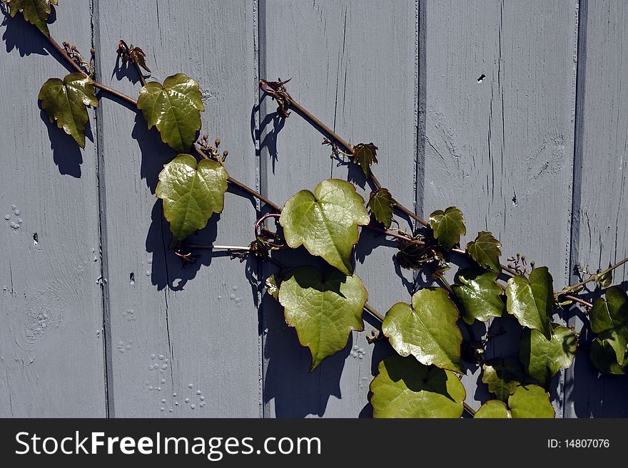 Ivy on fence