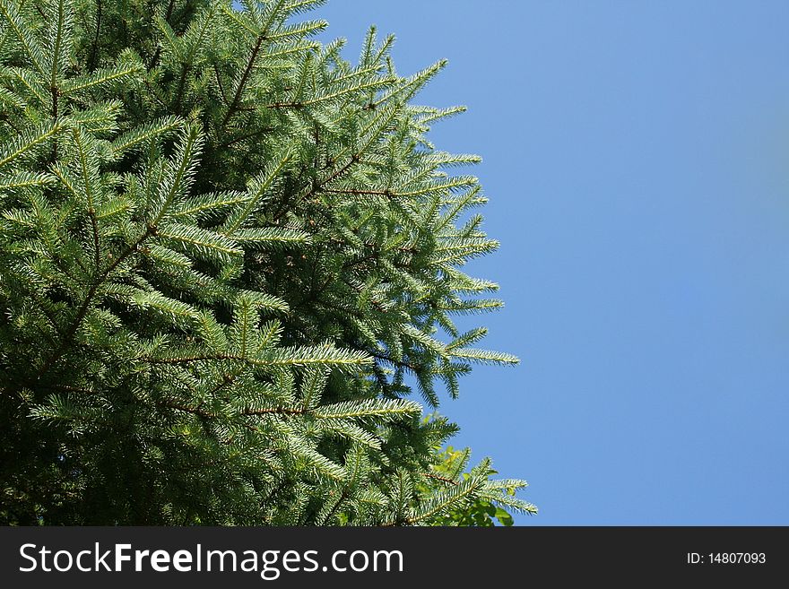 Photography underneath pine tree to the sky