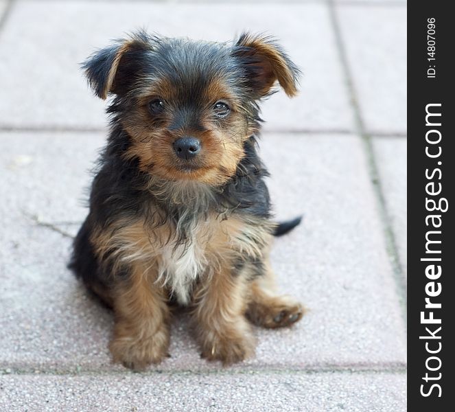 Portrait of a Yorkie puppy three months. Portrait of a Yorkie puppy three months