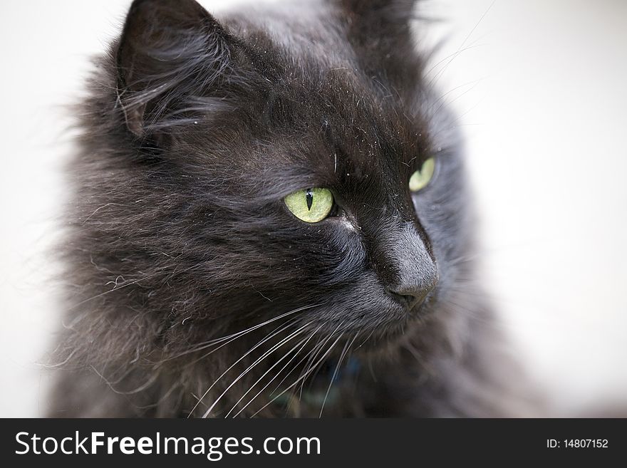 Close up of Black Cat Face Side Profile. Close up of Black Cat Face Side Profile