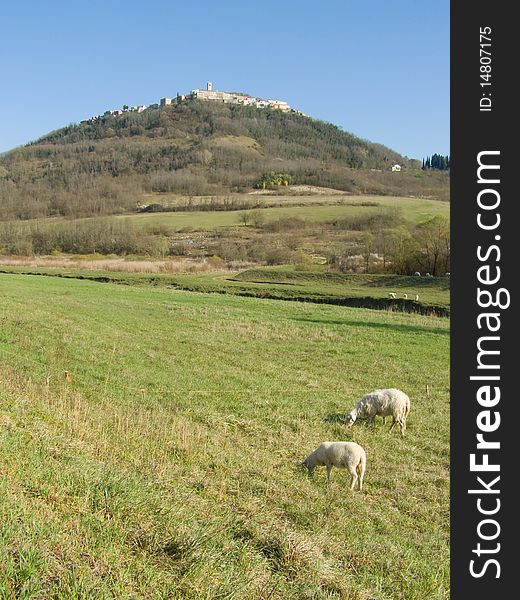 Medieval countryside landscape, rural scenery; sunlit medieval town on the top of the hill, with some sheep in the river valley, green grass in the front focus, and bright blue sky above Location: Motovun in Istria, Croatia, Europe *with space for text (copyspace)