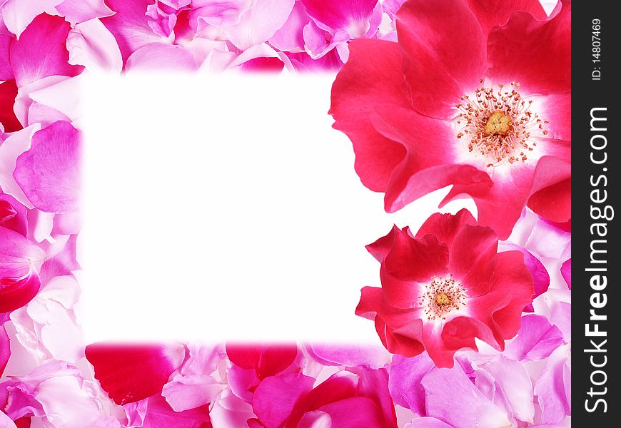 Pink frame from rose petals and two roses
