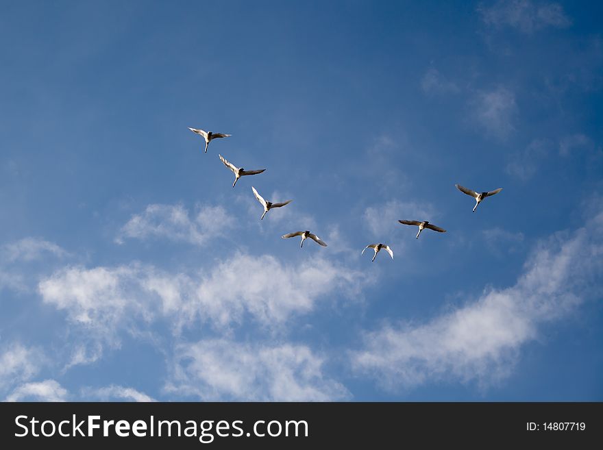 Swans flying in formation in front of a beautiful blue sky in the sunny daylight. Swans flying in formation in front of a beautiful blue sky in the sunny daylight.
