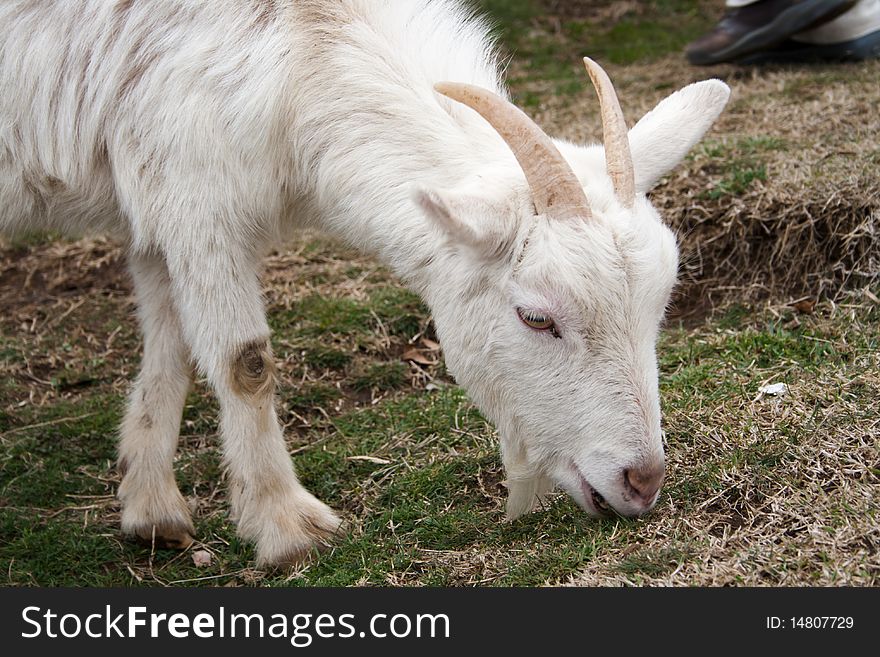 Young goat grassing in the mountains.